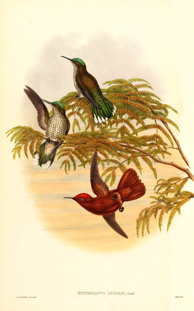 Leybolds Feuerkrone (Eustephanus Leyboldi), jetzt ein Synonym für Sephanoides fernandensis leyboldi von John Gould